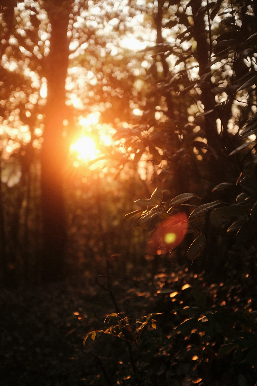 the sun is shining through the trees in the woods