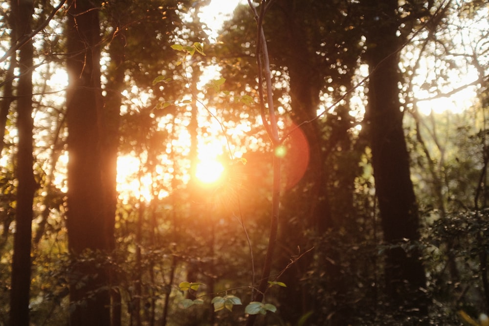 the sun is shining through the trees in the forest