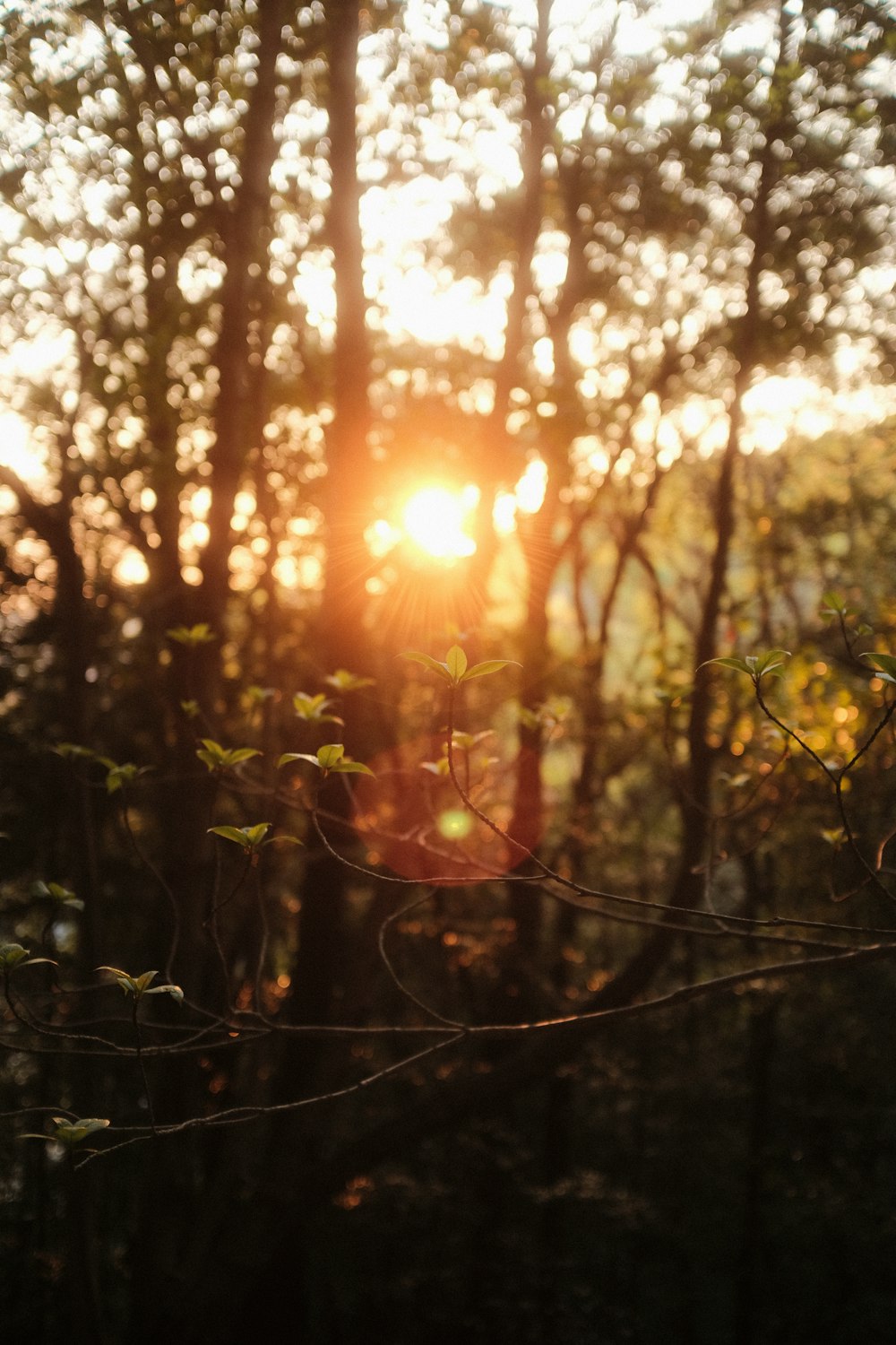 the sun is shining through the trees in the forest