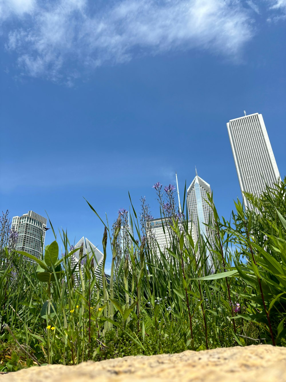 a view of a city from the ground with tall buildings in the background