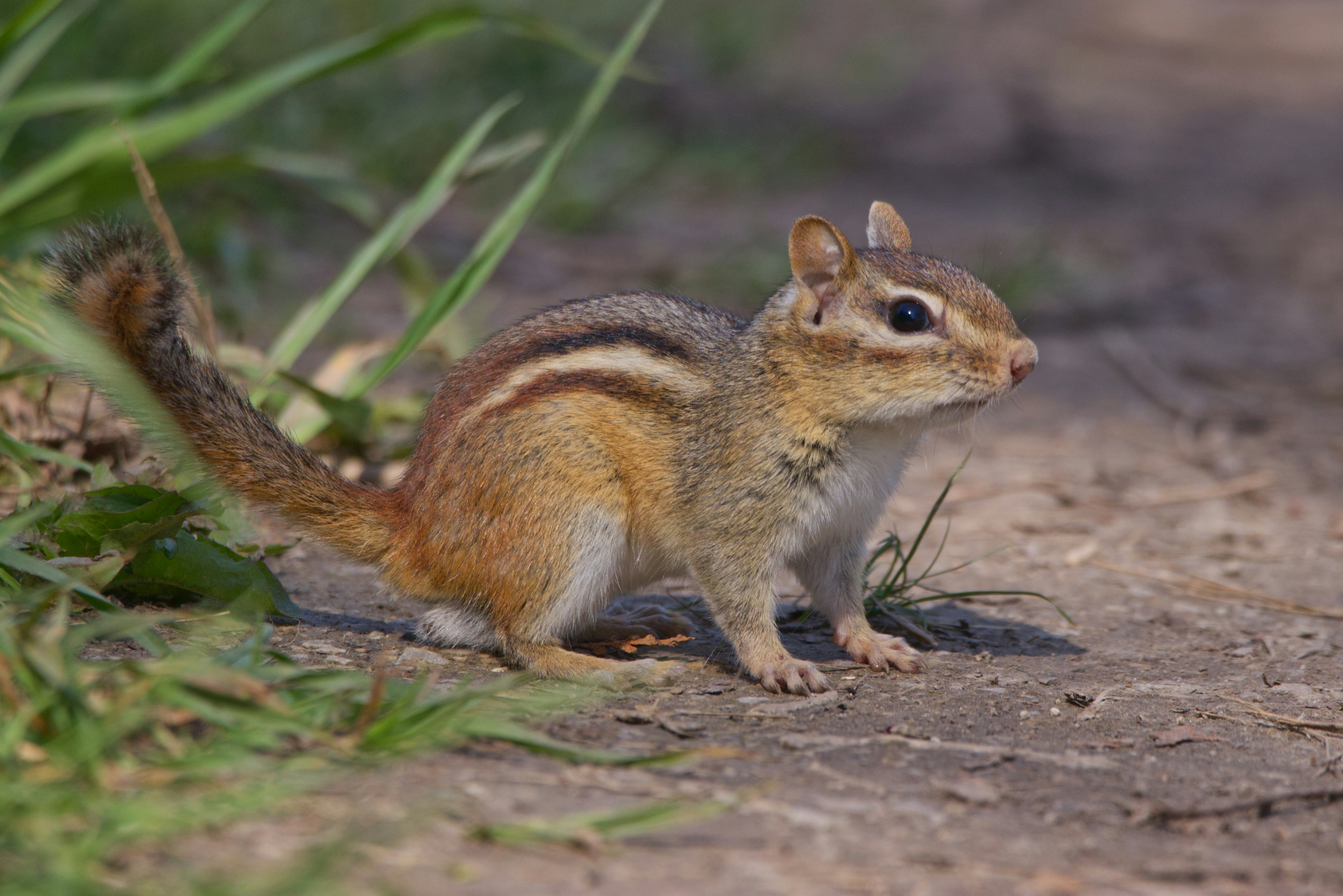 a small chipper sitting on the ground next to some grass