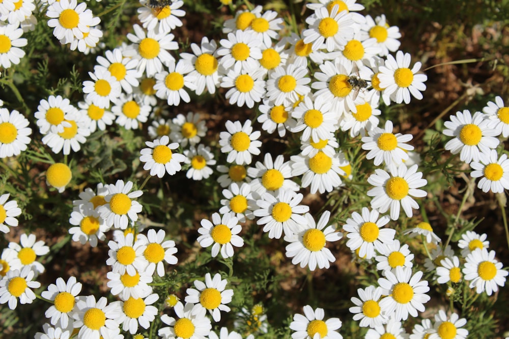 a bunch of white and yellow flowers in a field