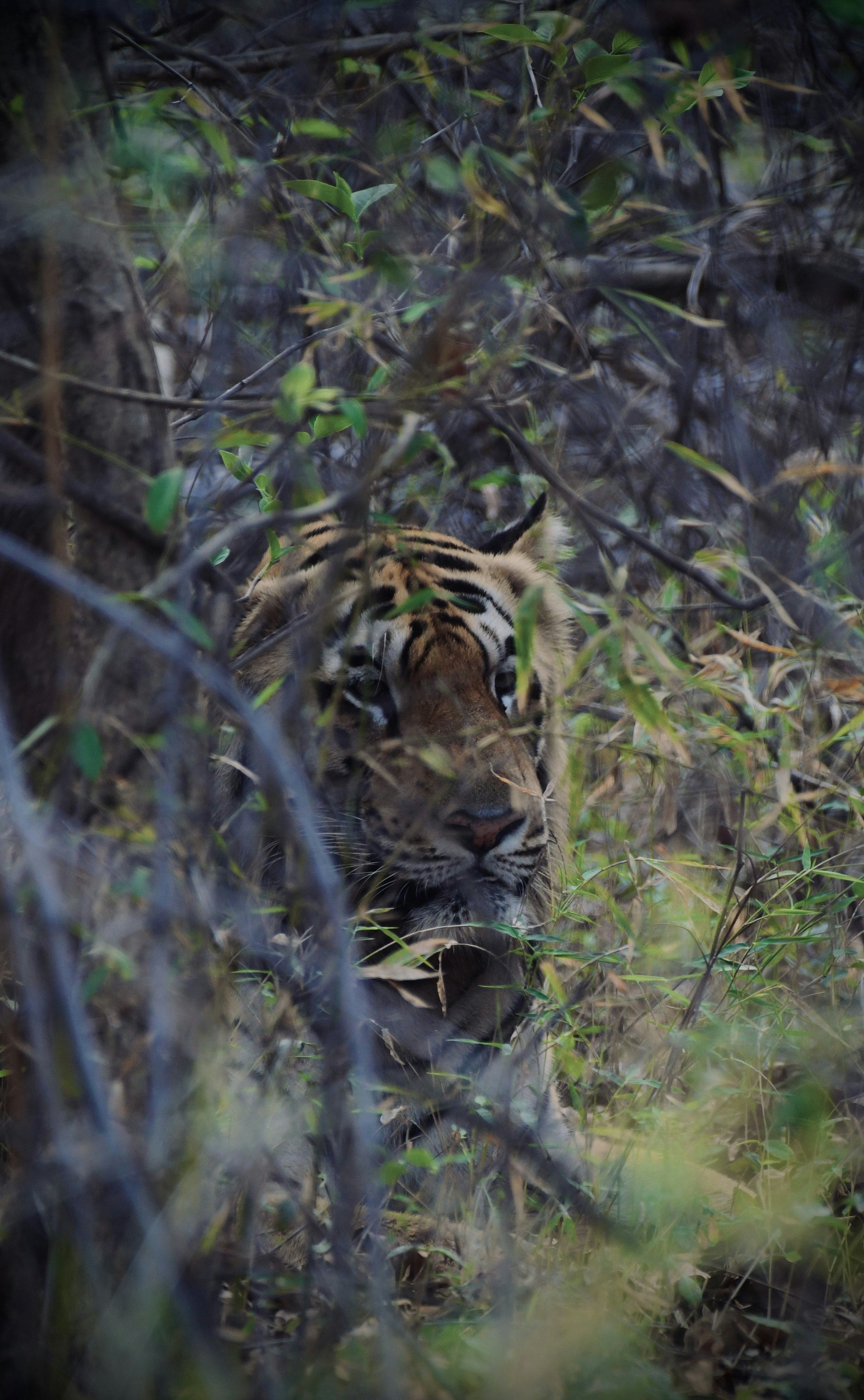 Photo by potraitnature