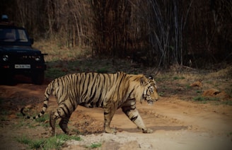 a tiger walking across a dirt road next to a forest