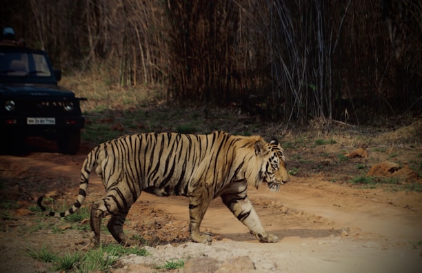 a tiger walking across a dirt road next to a forest