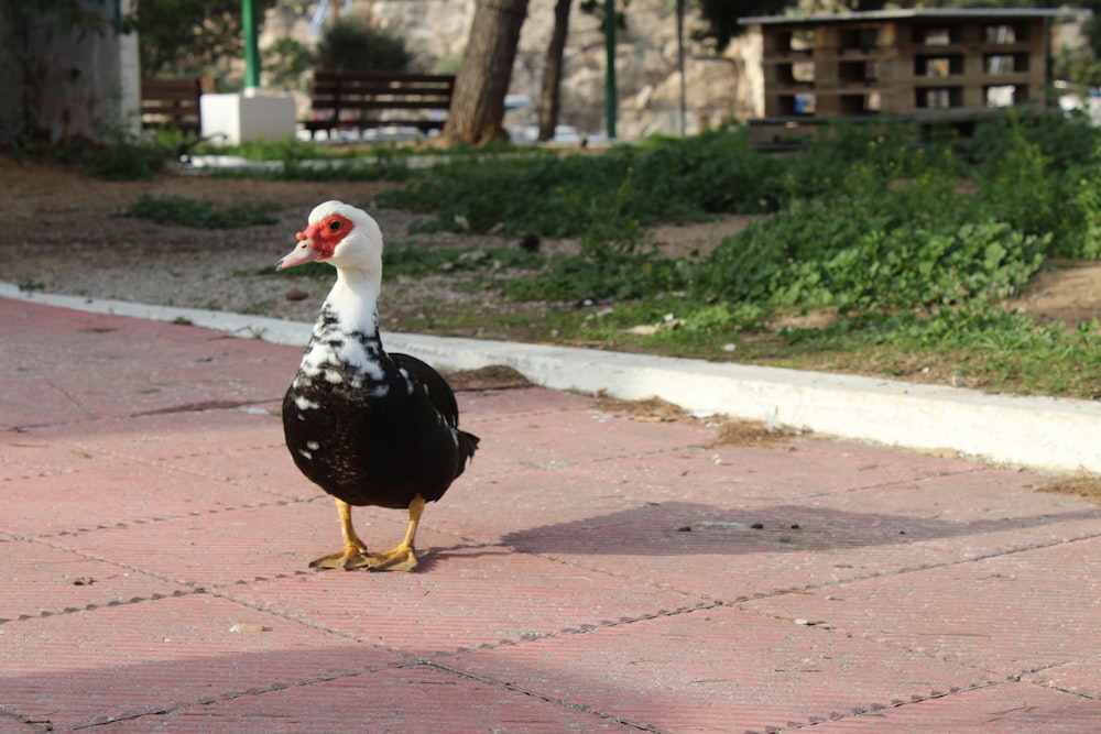 a black and white duck standing on a sidewalk