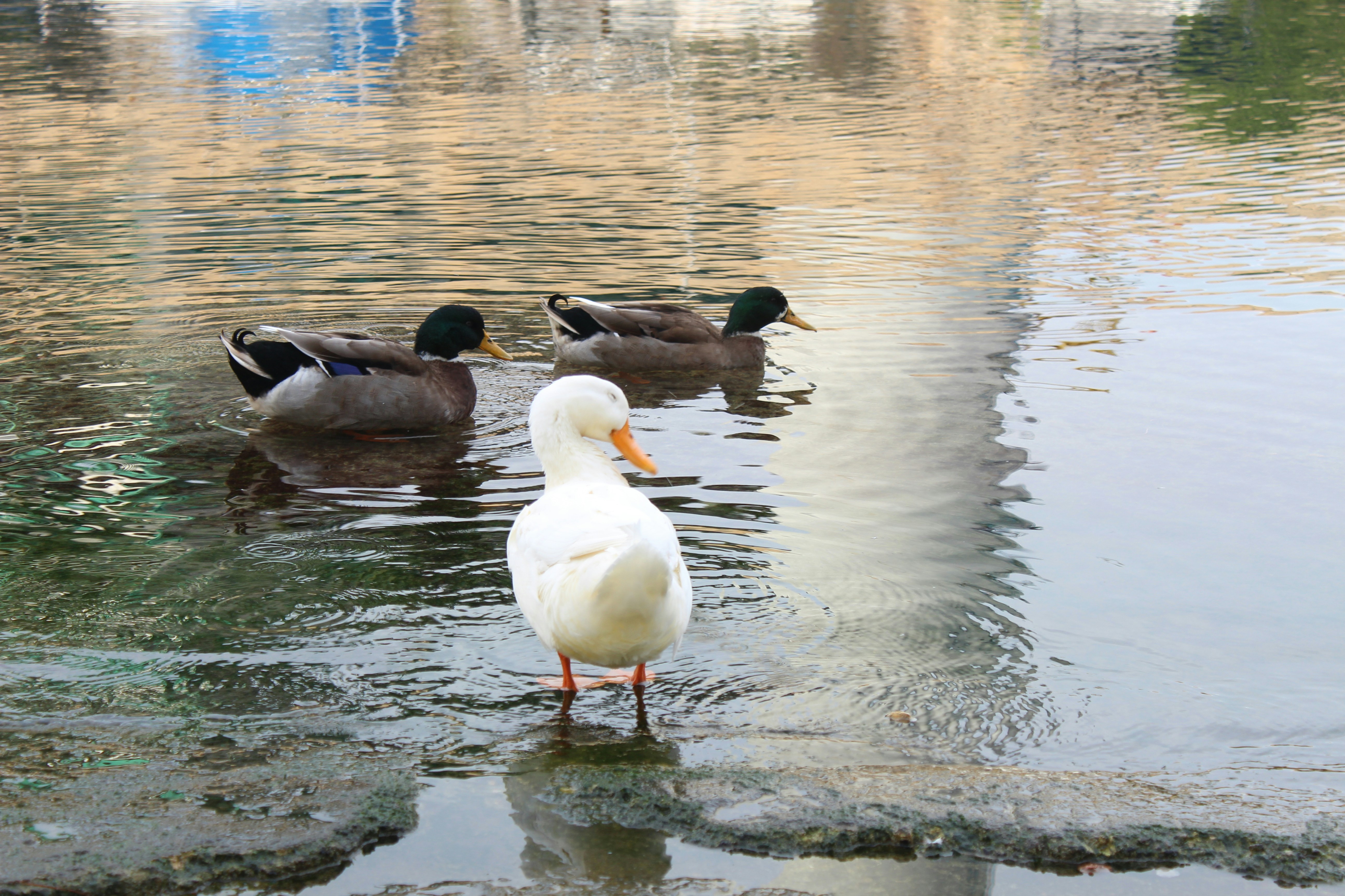 a group of ducks floating on top of a body of water