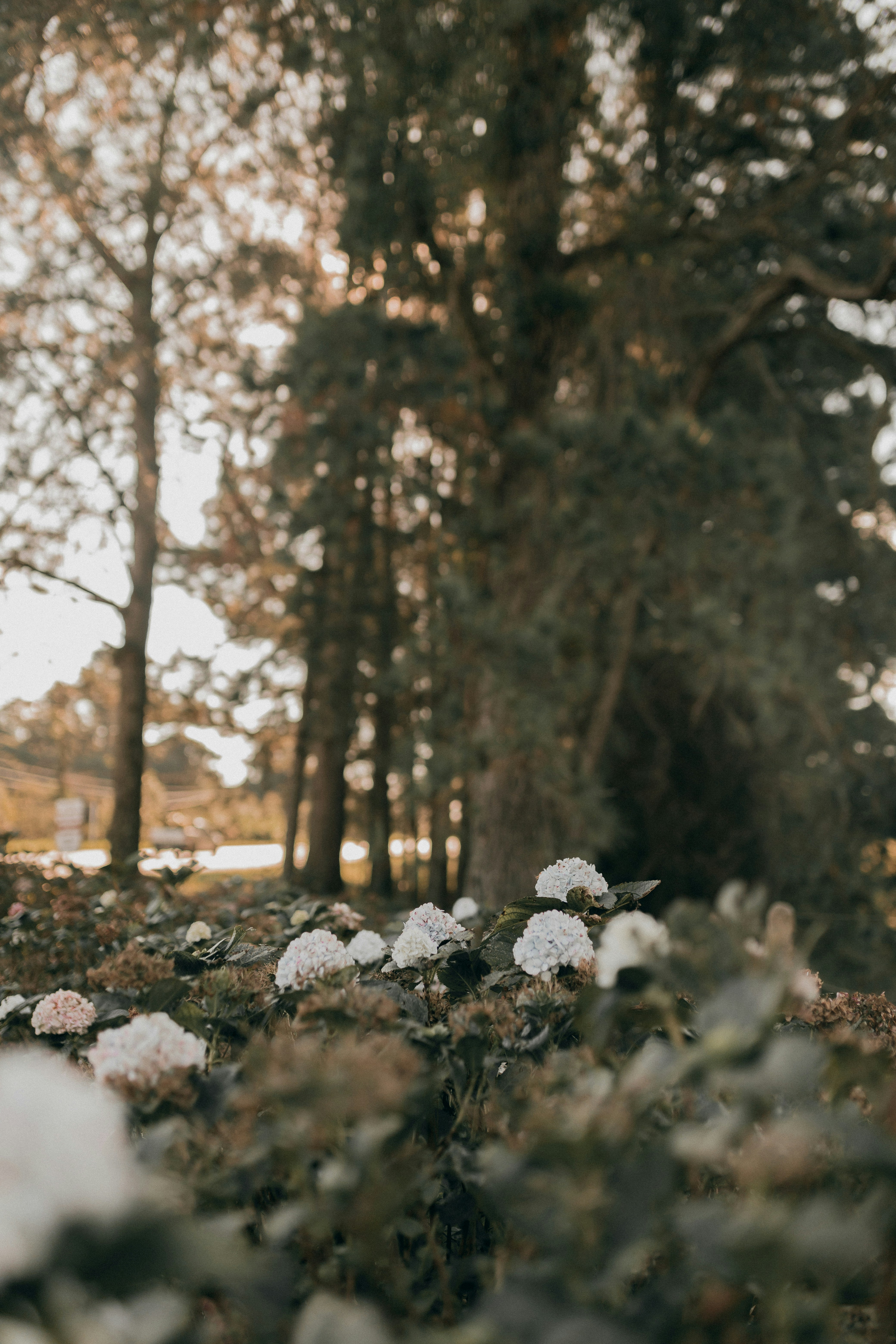 Photo by alexandermassph