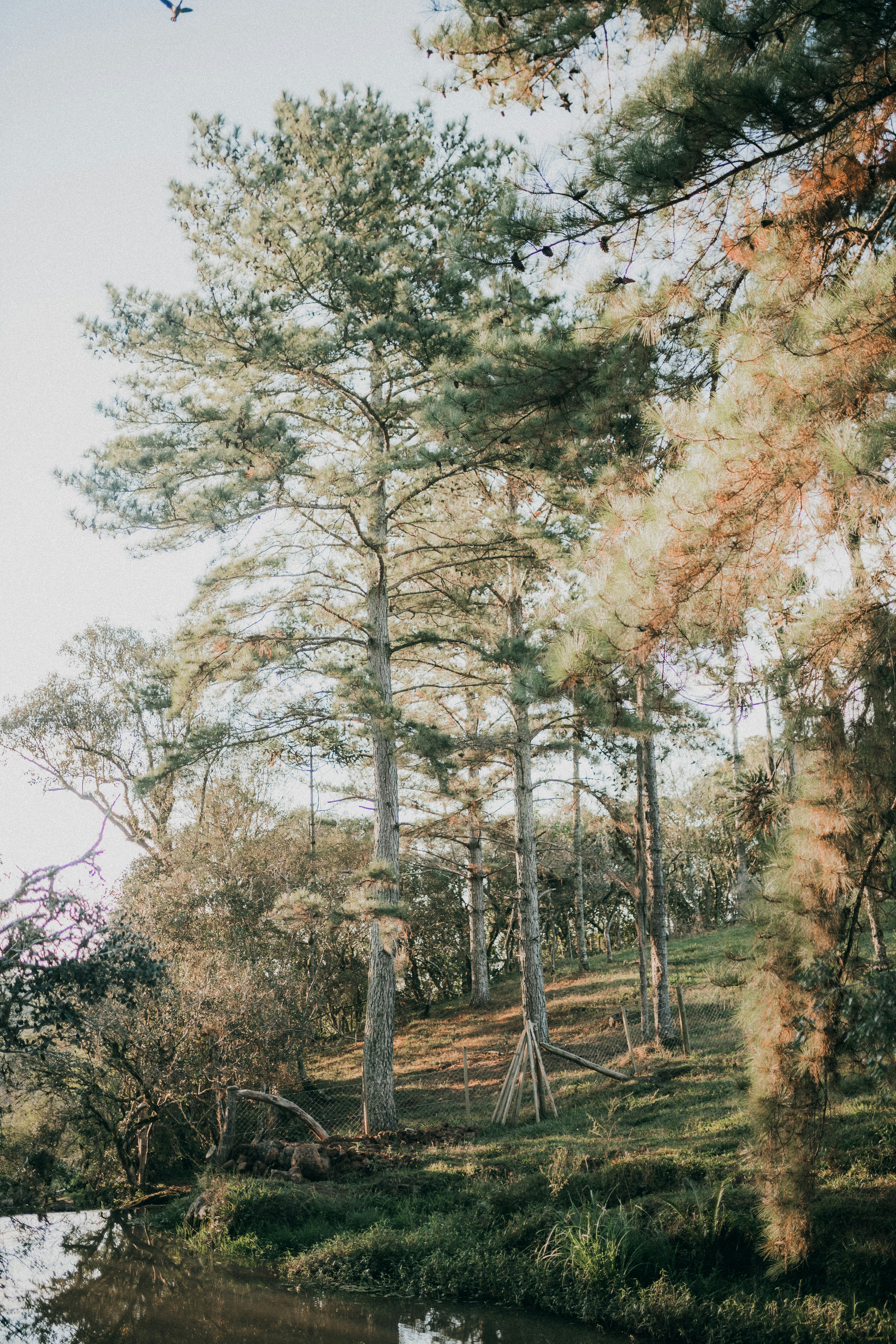 Photo by alexandermassph