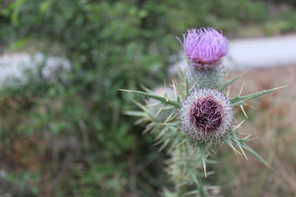 a couple of purple flowers sitting on top of a green plant