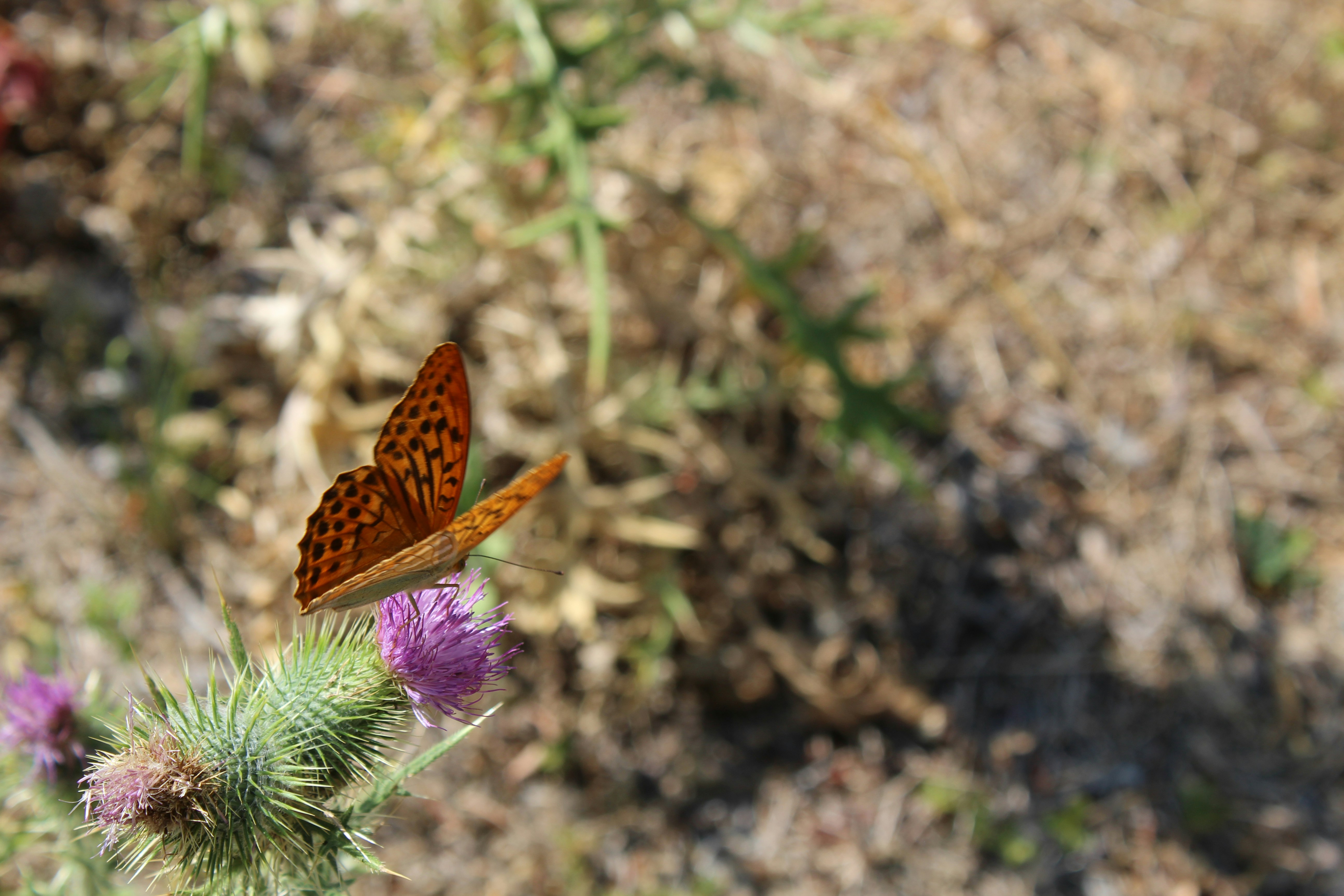 a butterfly sitting on top of a purple flower