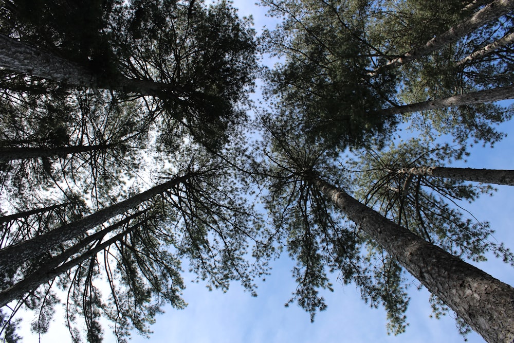 looking up at the tops of tall trees