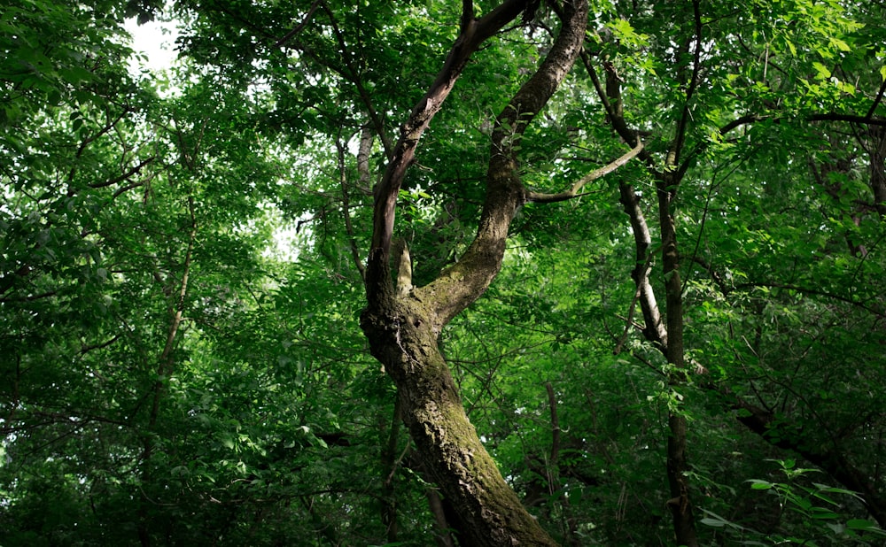 a large tree in the middle of a forest