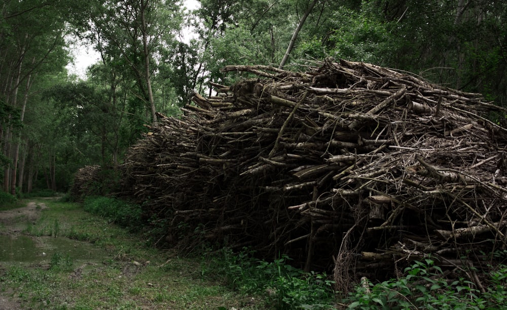 a large pile of sticks sitting in the middle of a forest