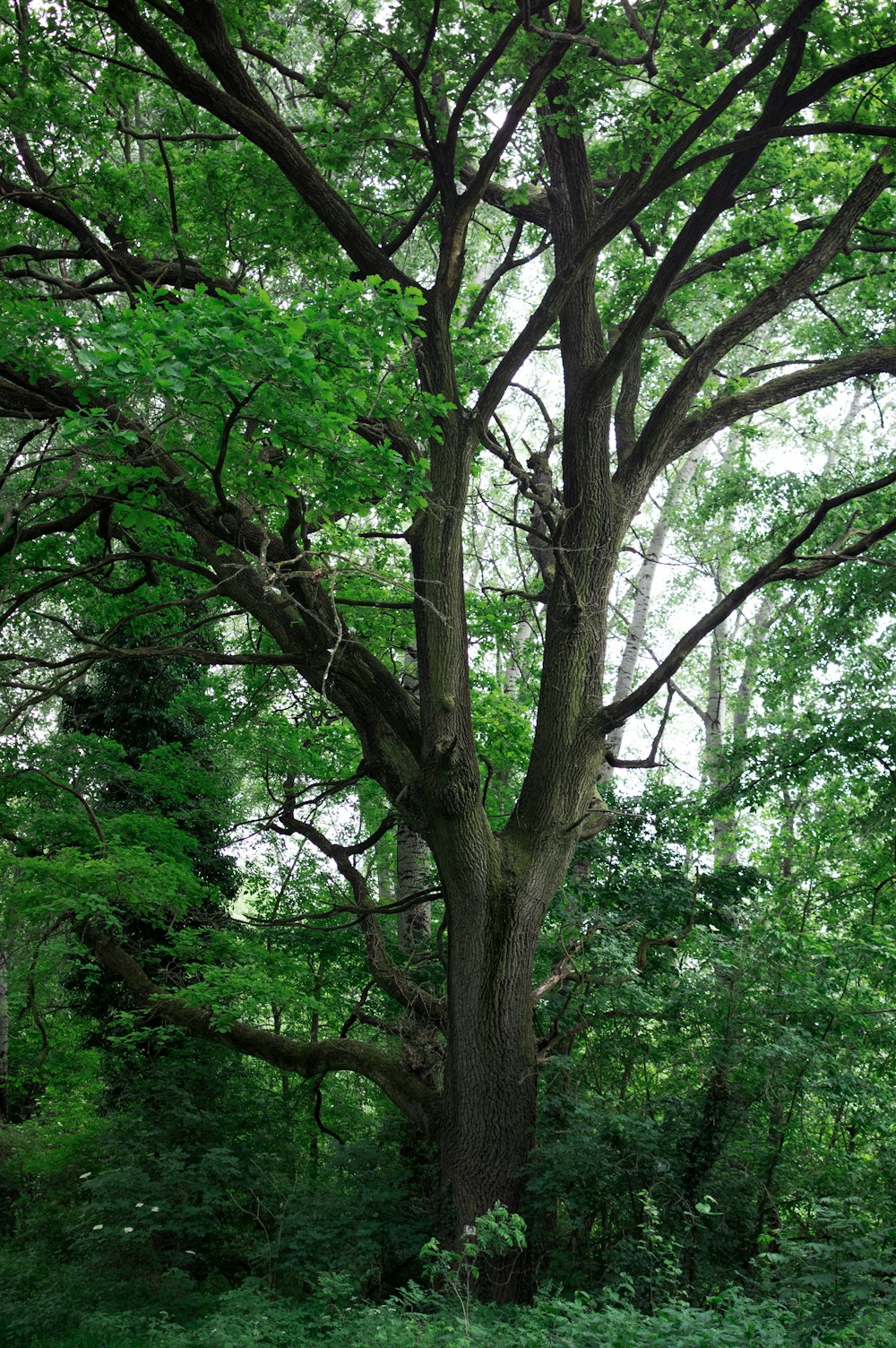 a large tree sitting in the middle of a forest