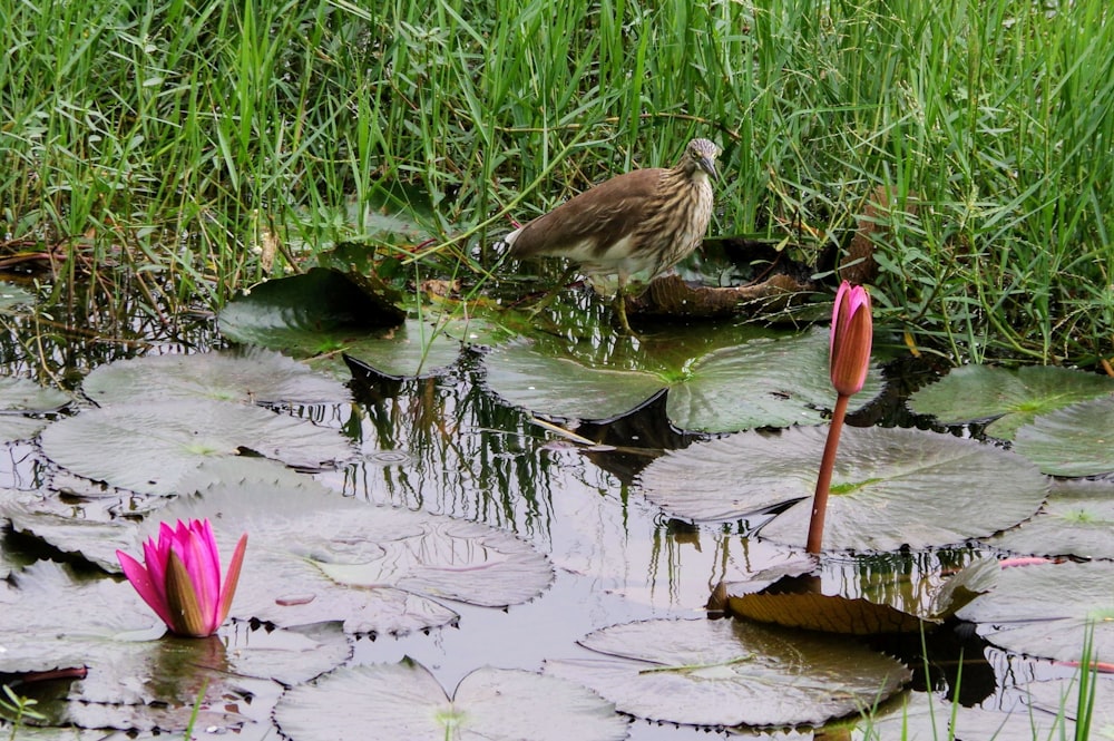 a bird standing on top of a lily covered pond