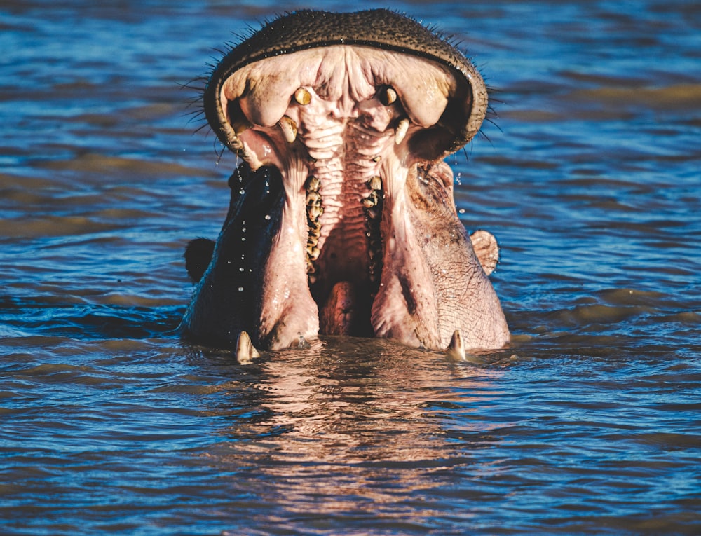 a hippopotamus in the water with its mouth open