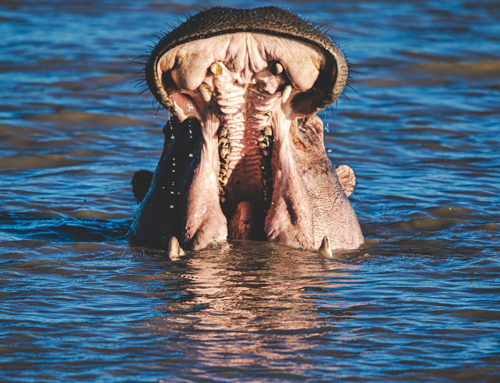 un hipopótamo en el agua con la boca abierta
