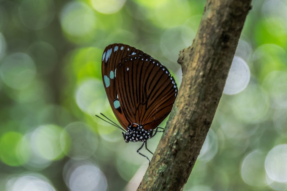 a brown and blue butterfly sitting on a tree branch
