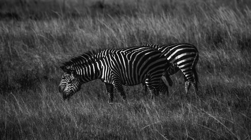 two zebras grazing in a field of tall grass