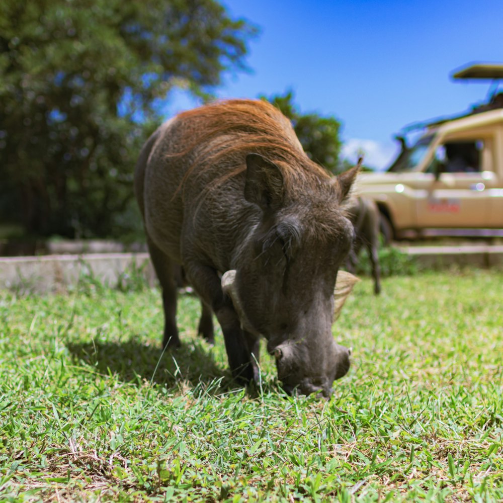 a small brown dog standing on top of a lush green field