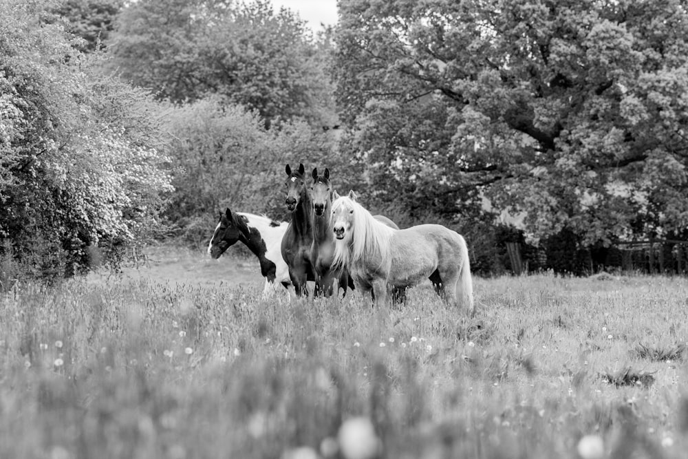 two horses standing in a field with trees in the background