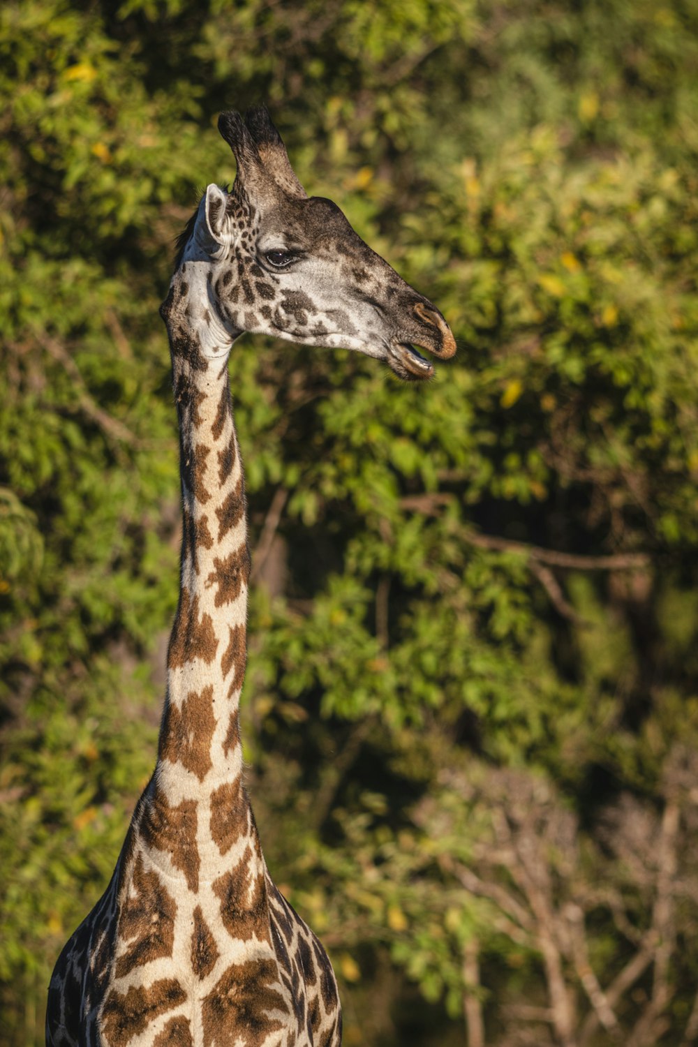 a giraffe standing next to a forest filled with trees