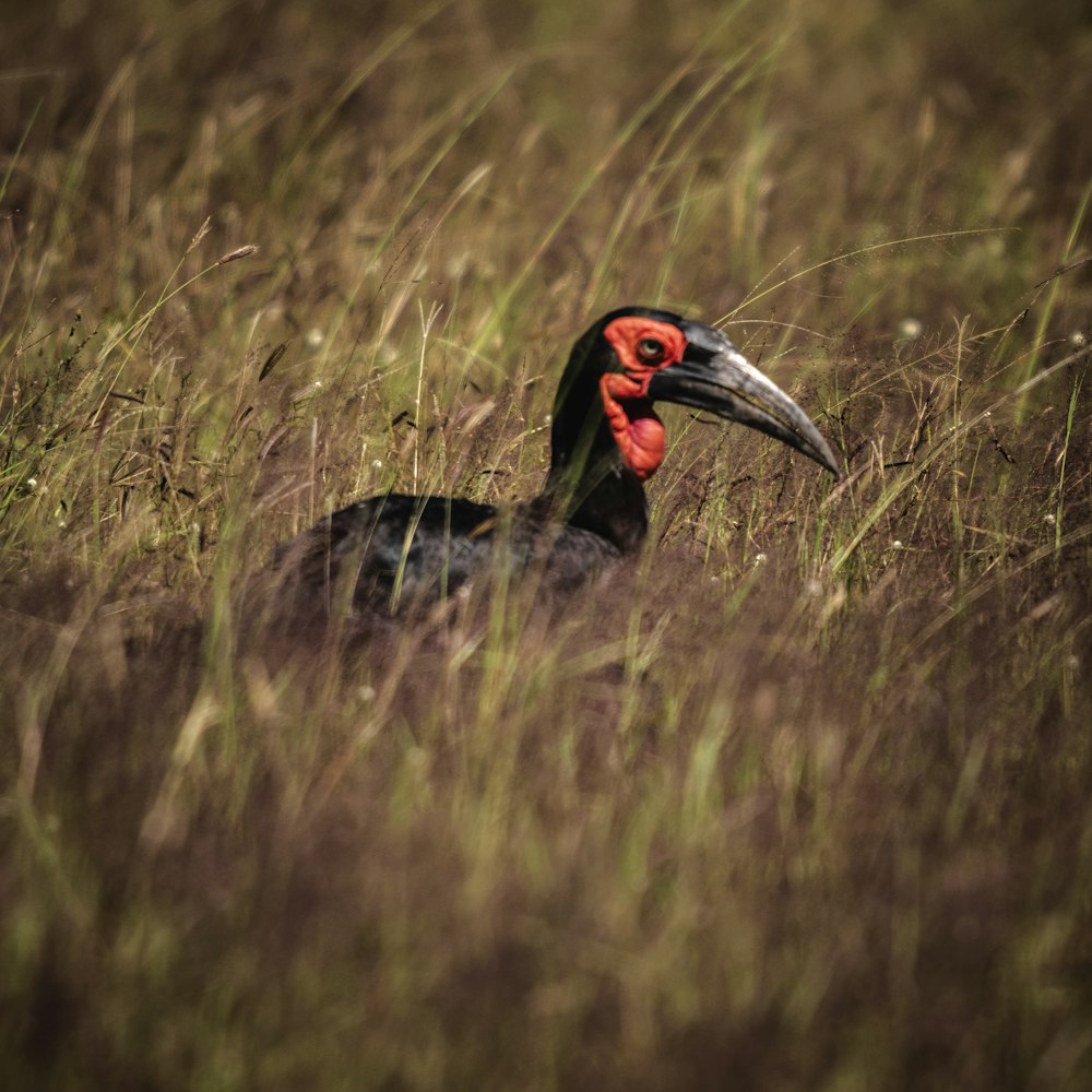 a bird with a long beak standing in tall grass