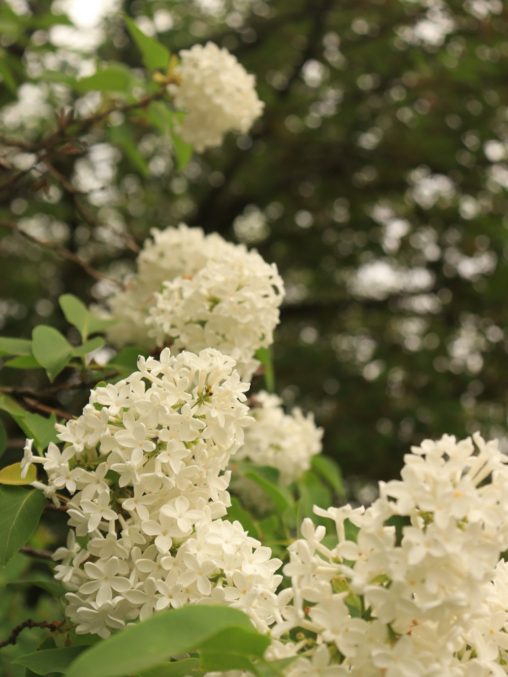 a bunch of white flowers that are on a tree