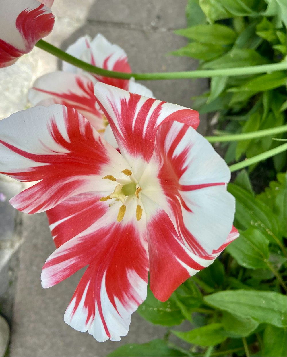 a close up of a red and white flower