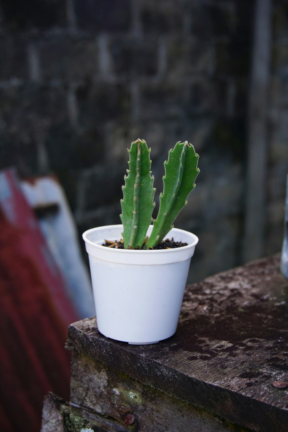 a small cactus in a white pot on a ledge