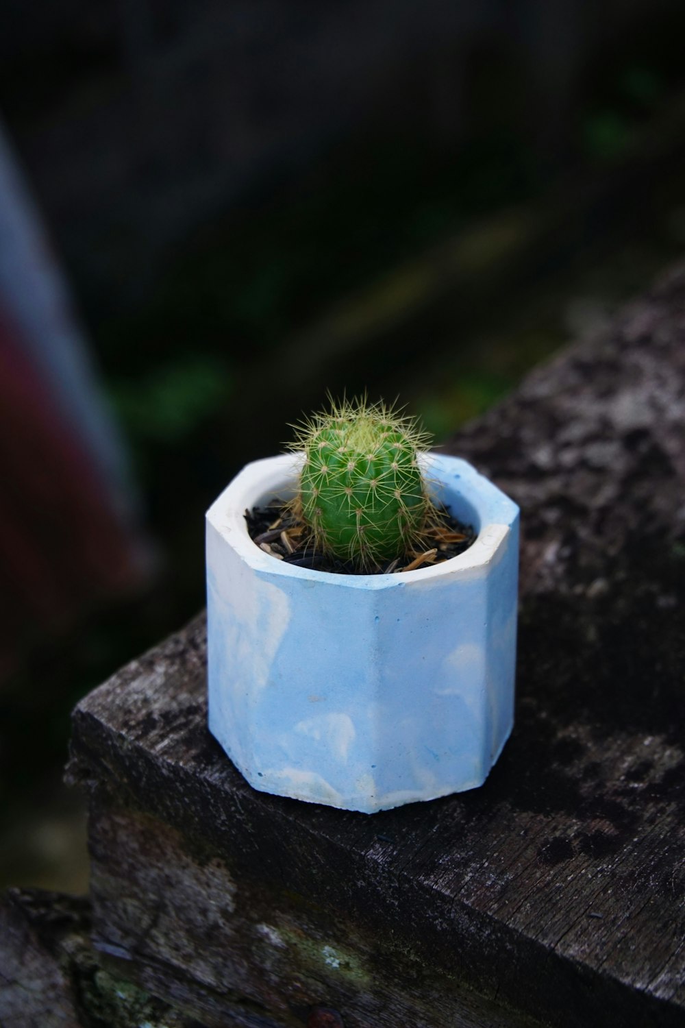 a small cactus in a blue pot on a wooden table