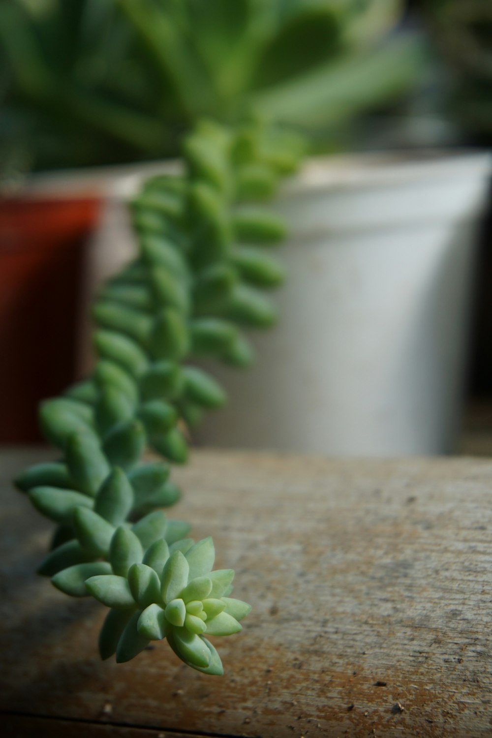 a close up of a plant on a table