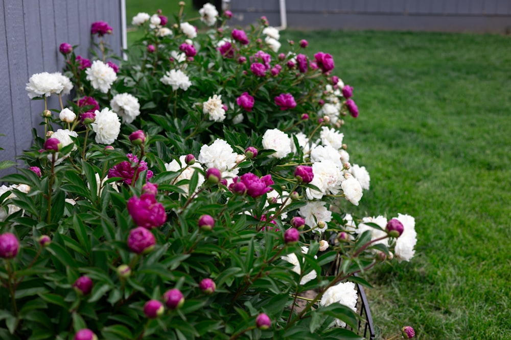 a row of white and pink flowers next to a building