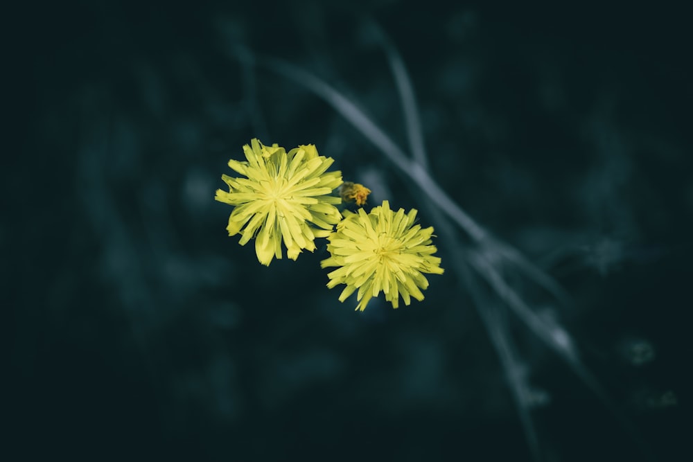 a couple of yellow flowers sitting on top of a table