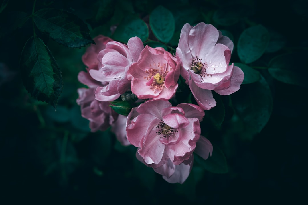 A close up of pink garden roses with rain drops