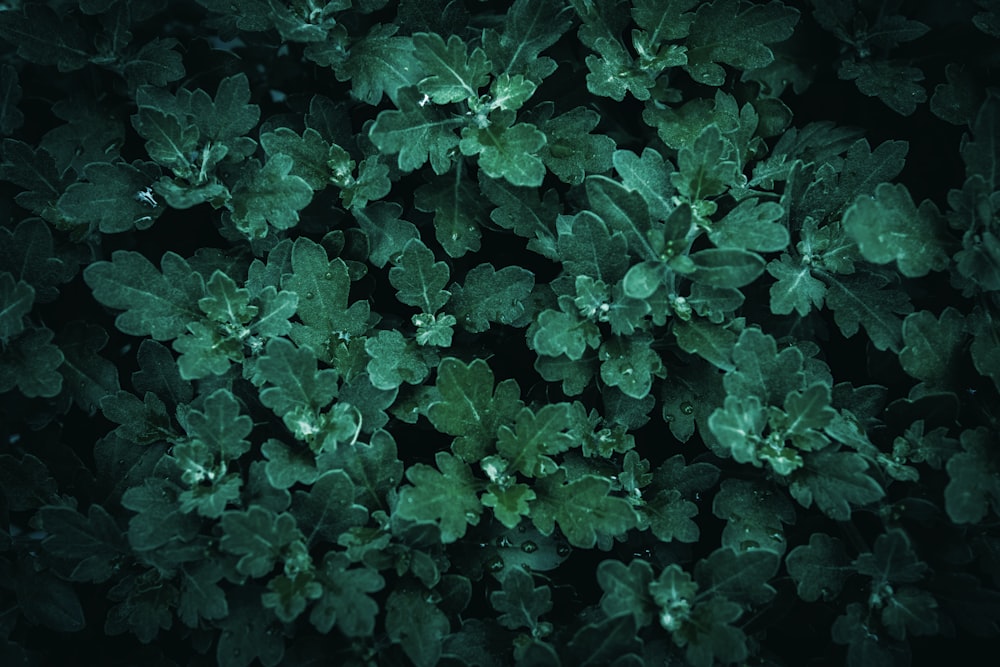 a close up of a plant with green leaves