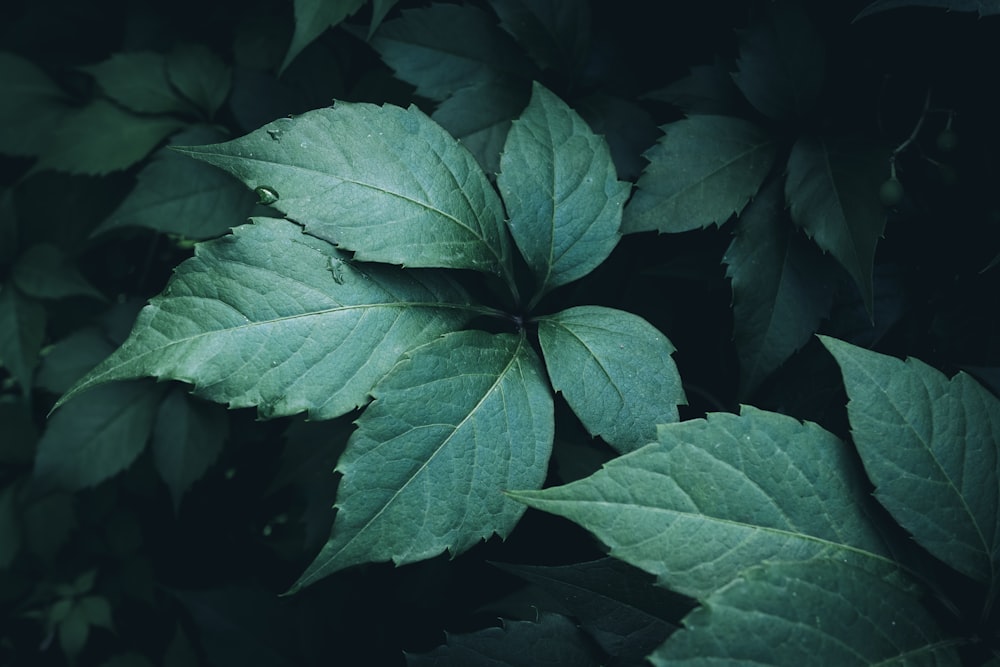 a close up of a green leafy plant