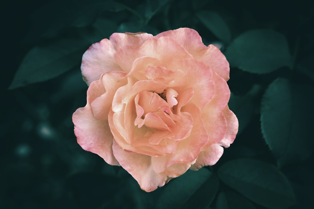 a pink flower with green leaves in the background