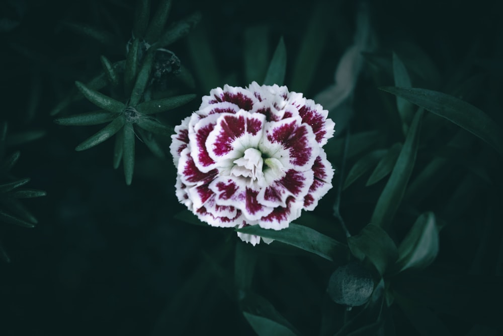 a red and white flower with green leaves