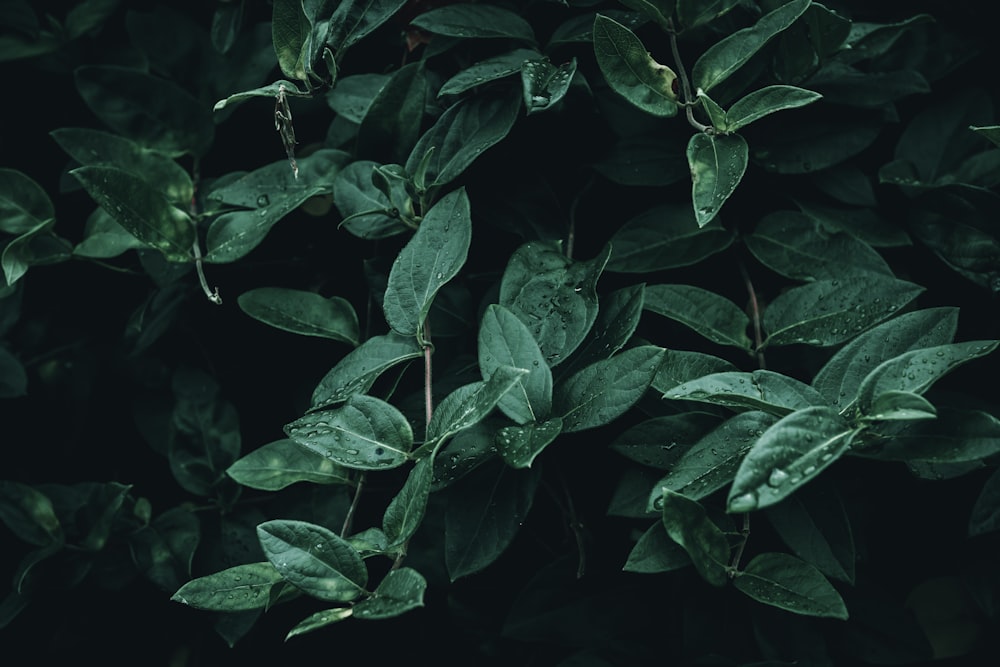 a close up of leaves on a tree