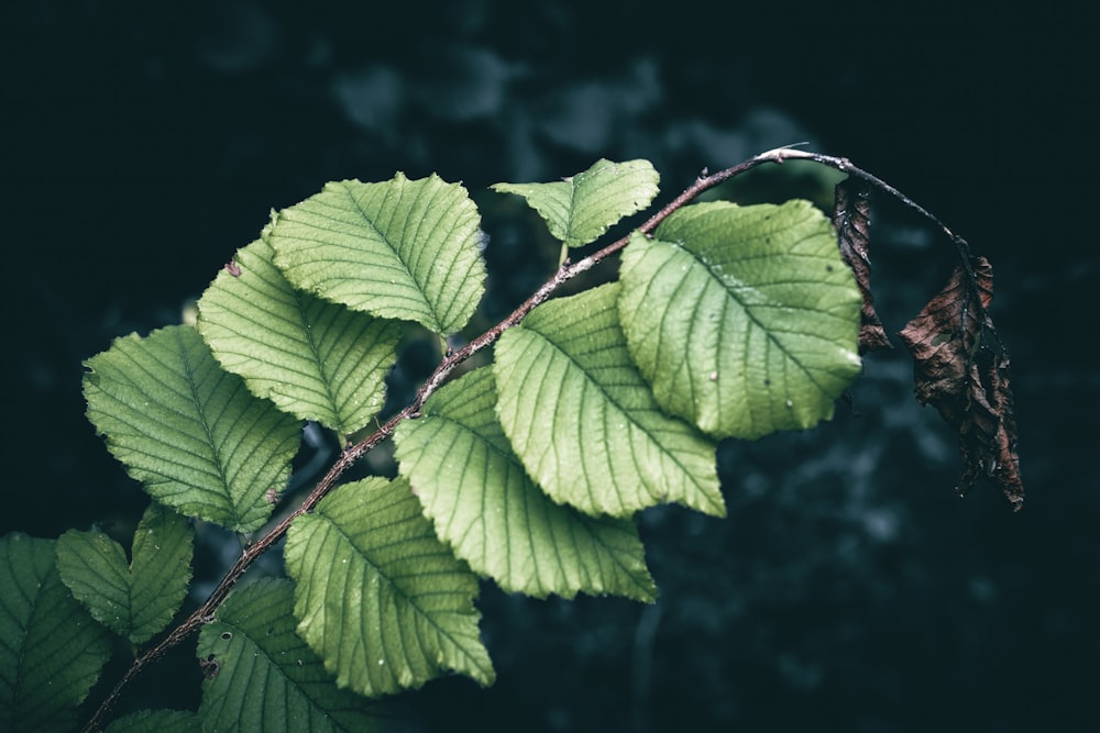 a close up of a green leaf on a branch