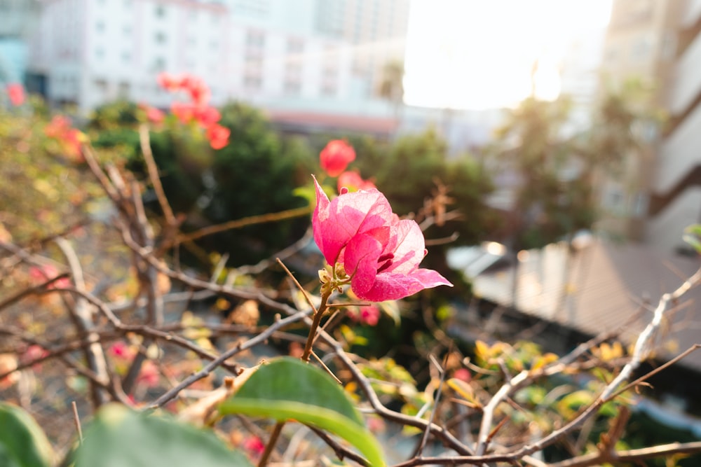 a pink flower is blooming in a garden