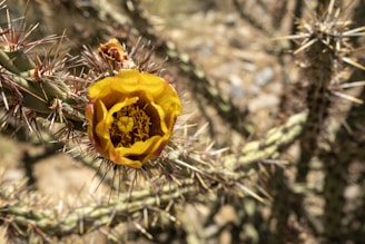 a close up of a yellow flower on a cactus