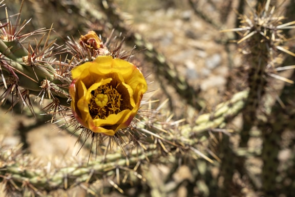a close up of a yellow flower on a cactus