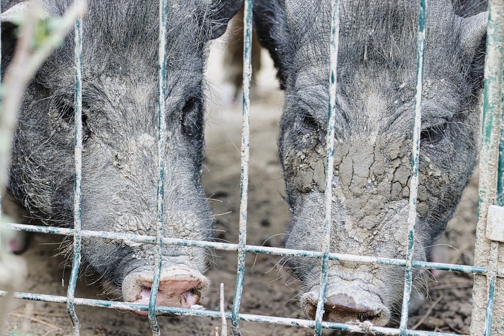 two pigs sticking their heads through a fence