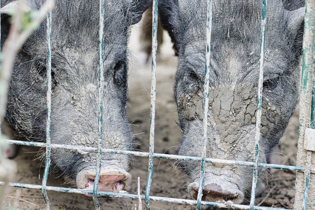 wild pigs at the bucov zoo