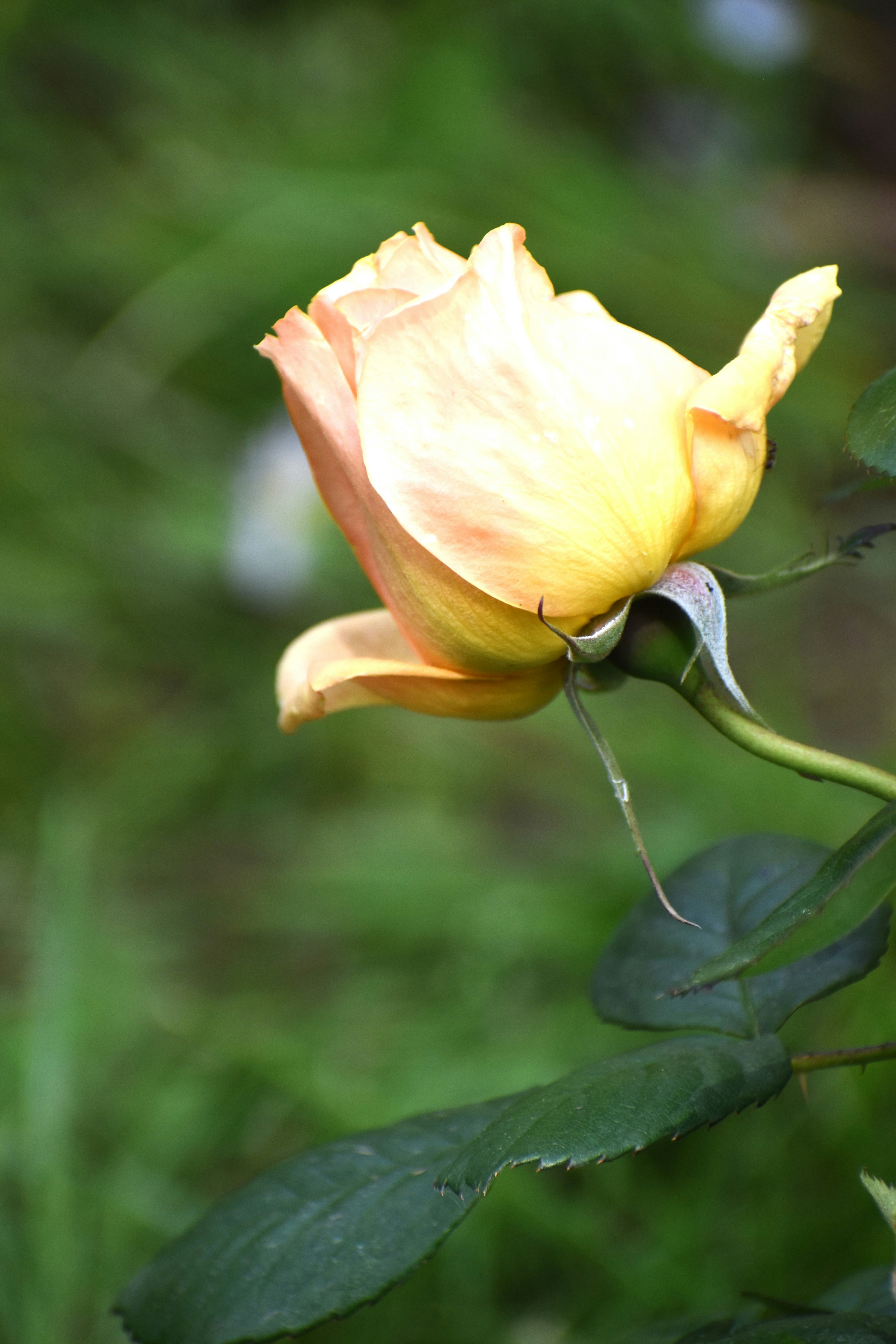 Photo by danielelarosa