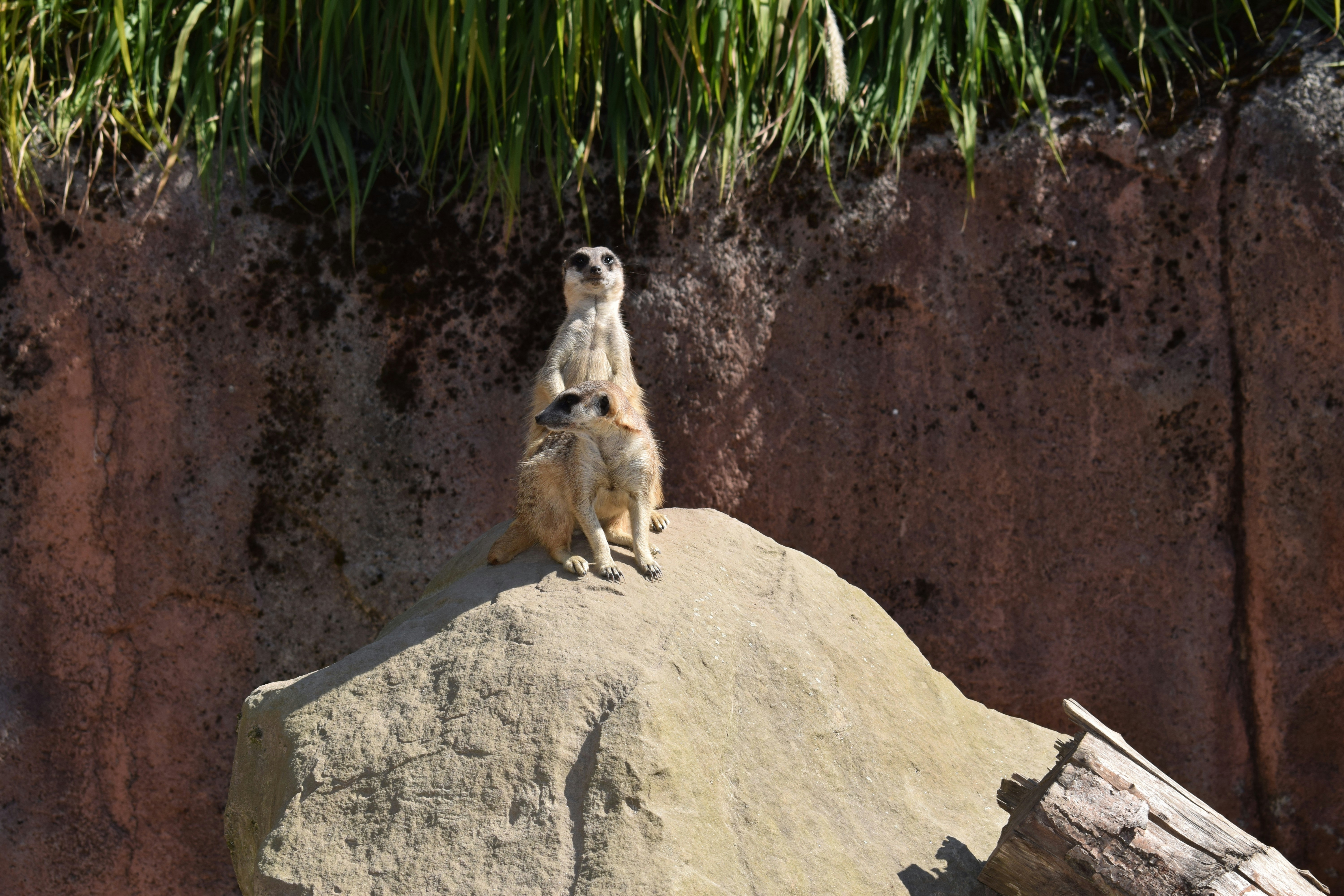 a couple of meerkats sitting on top of a rock