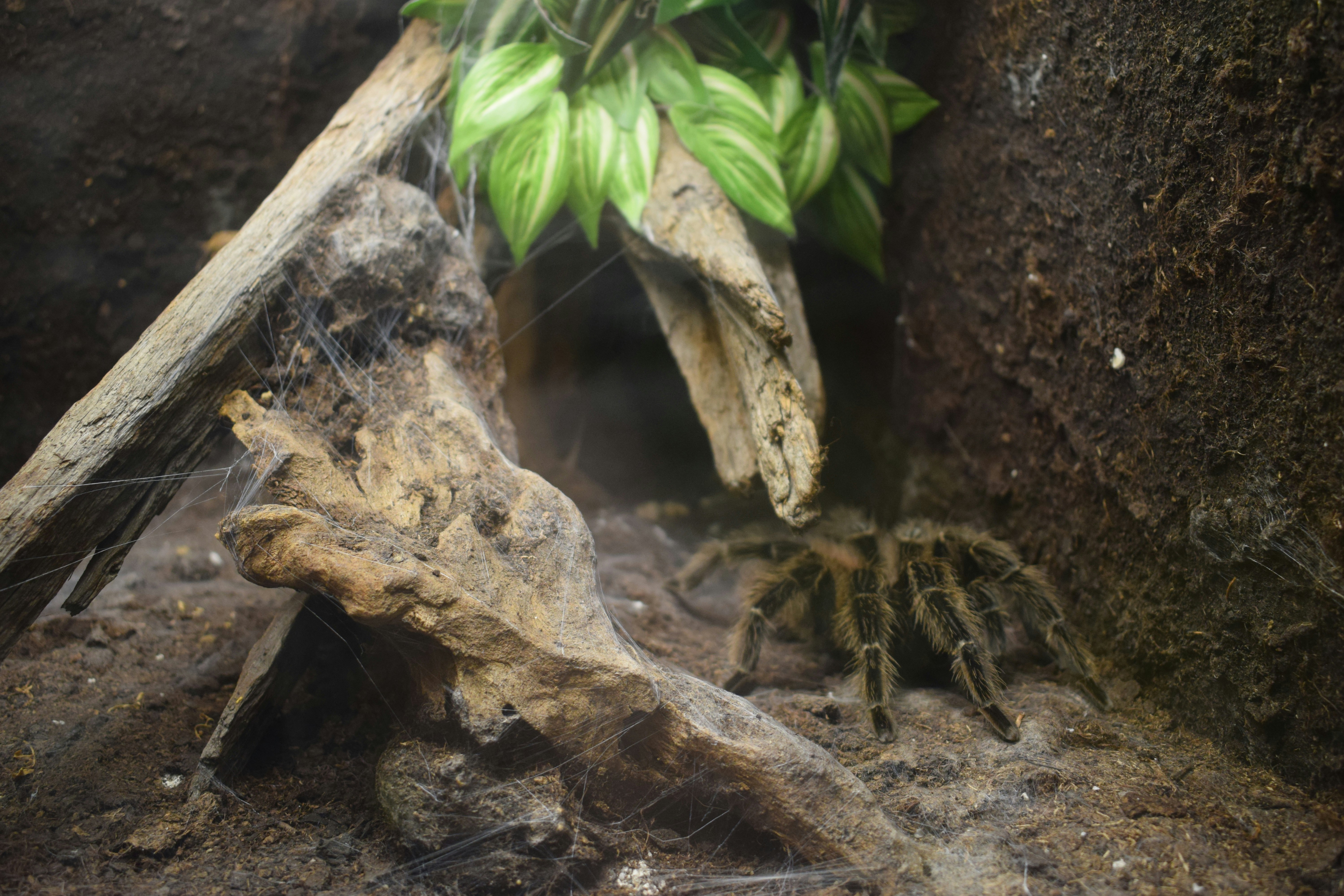 a close up of a plant growing out of a rock